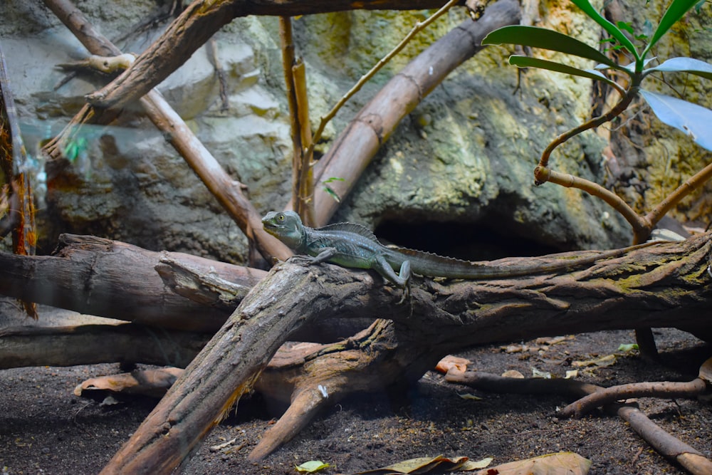 um lagarto sentado em cima de um galho de árvore