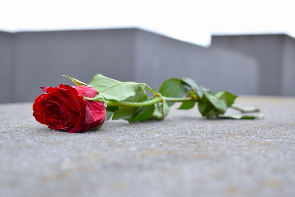 a single red rose laying on the ground