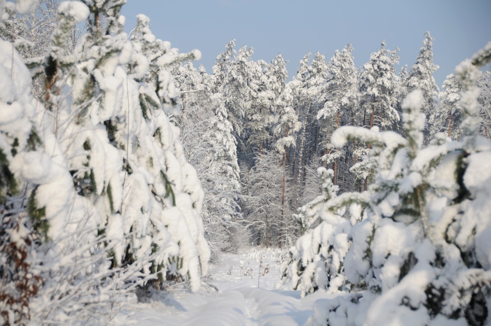 a snow covered road surrounded by pine trees