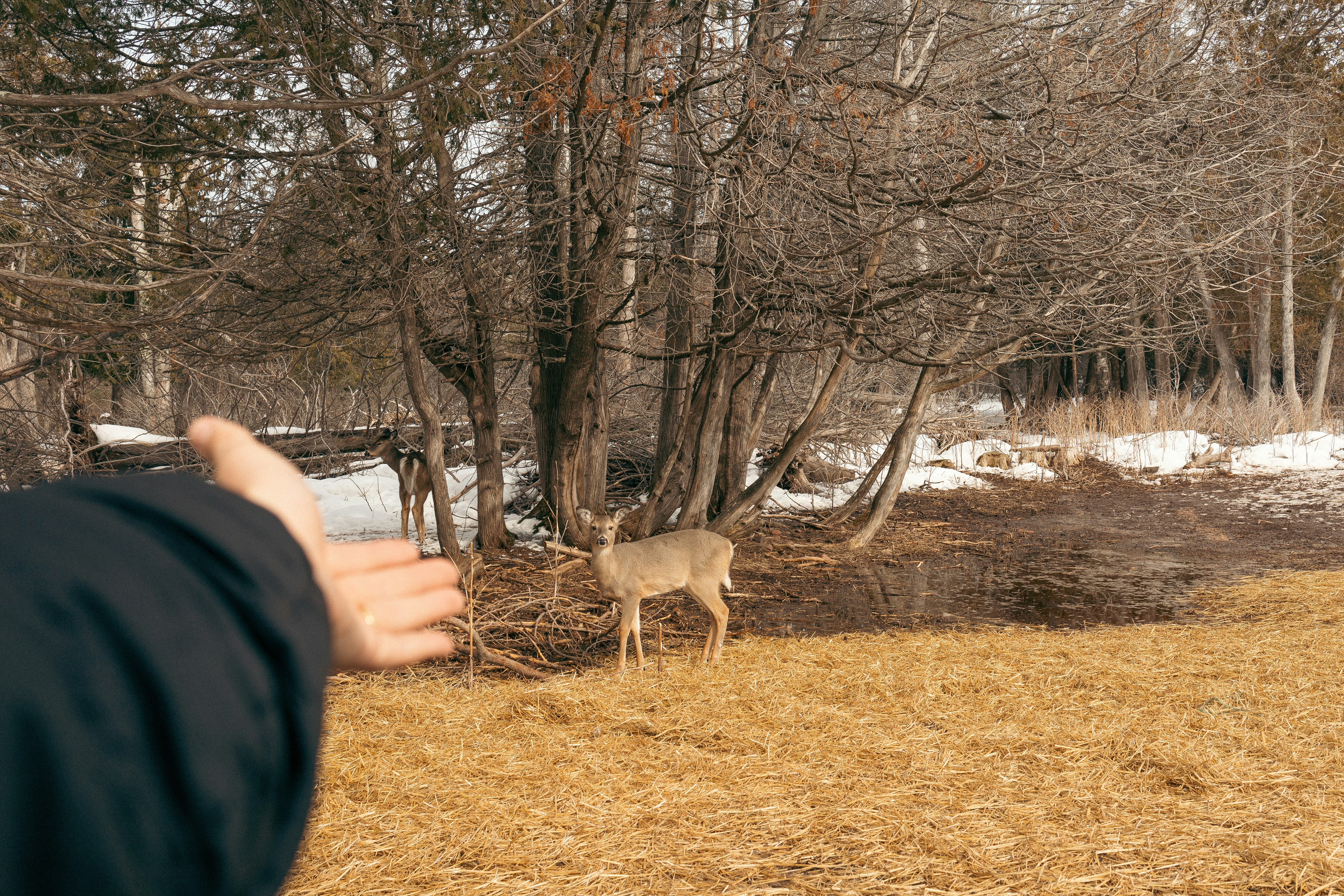 a person taking a picture of a deer in the woods