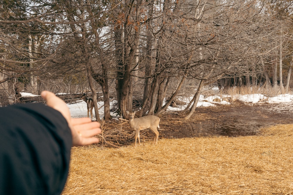 a person taking a picture of a deer in the woods