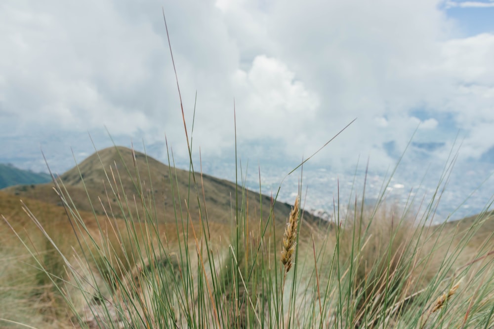 a grassy area with a hill in the background