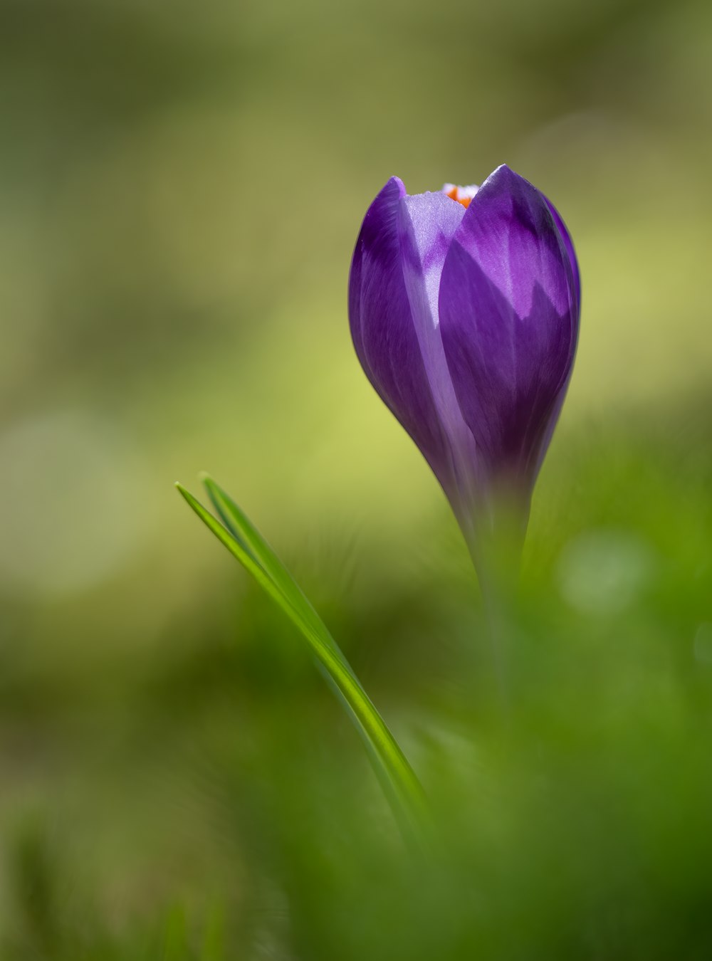 a purple flower with a red spot in the middle of it