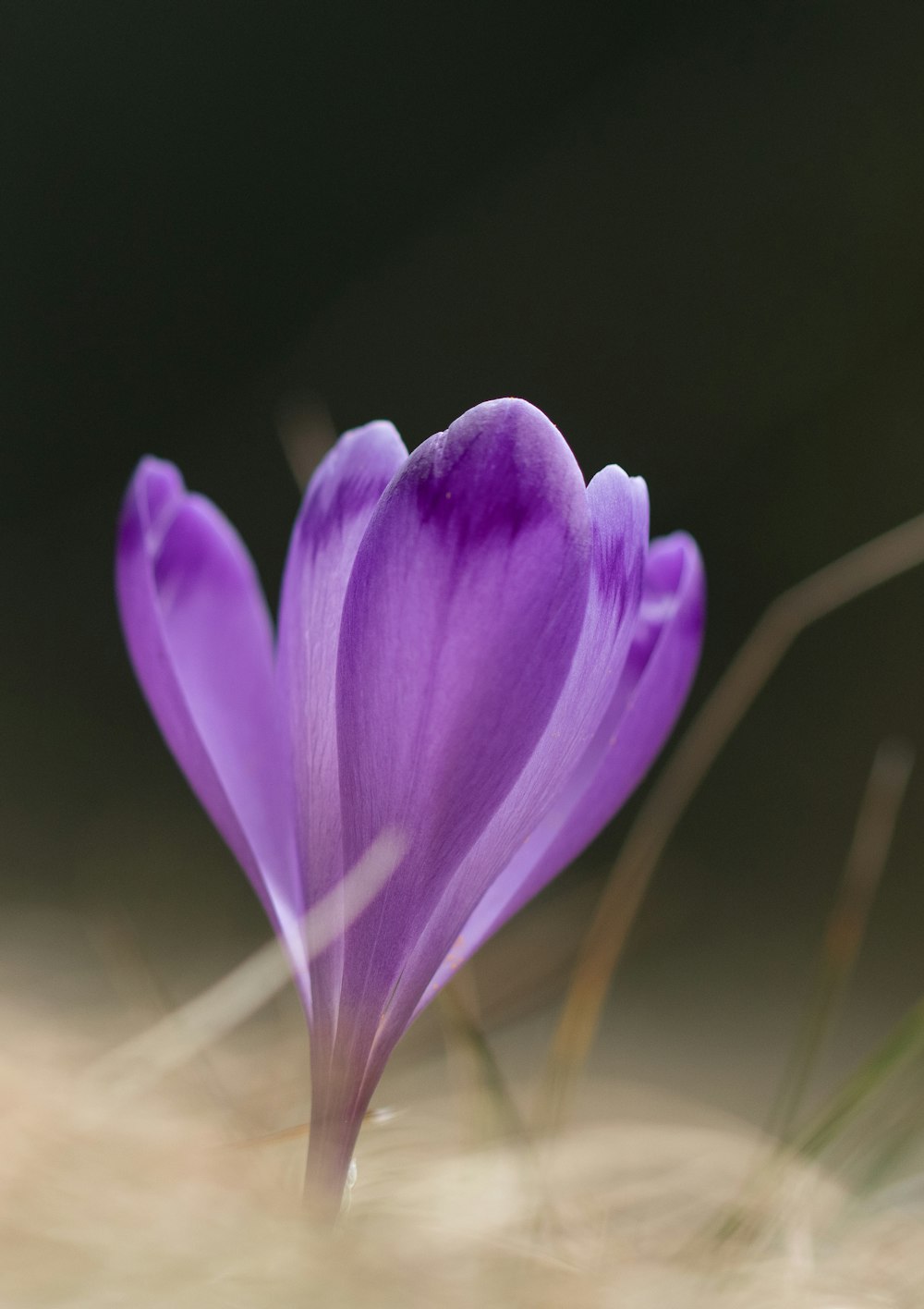 a close up of a purple flower with a blurry background