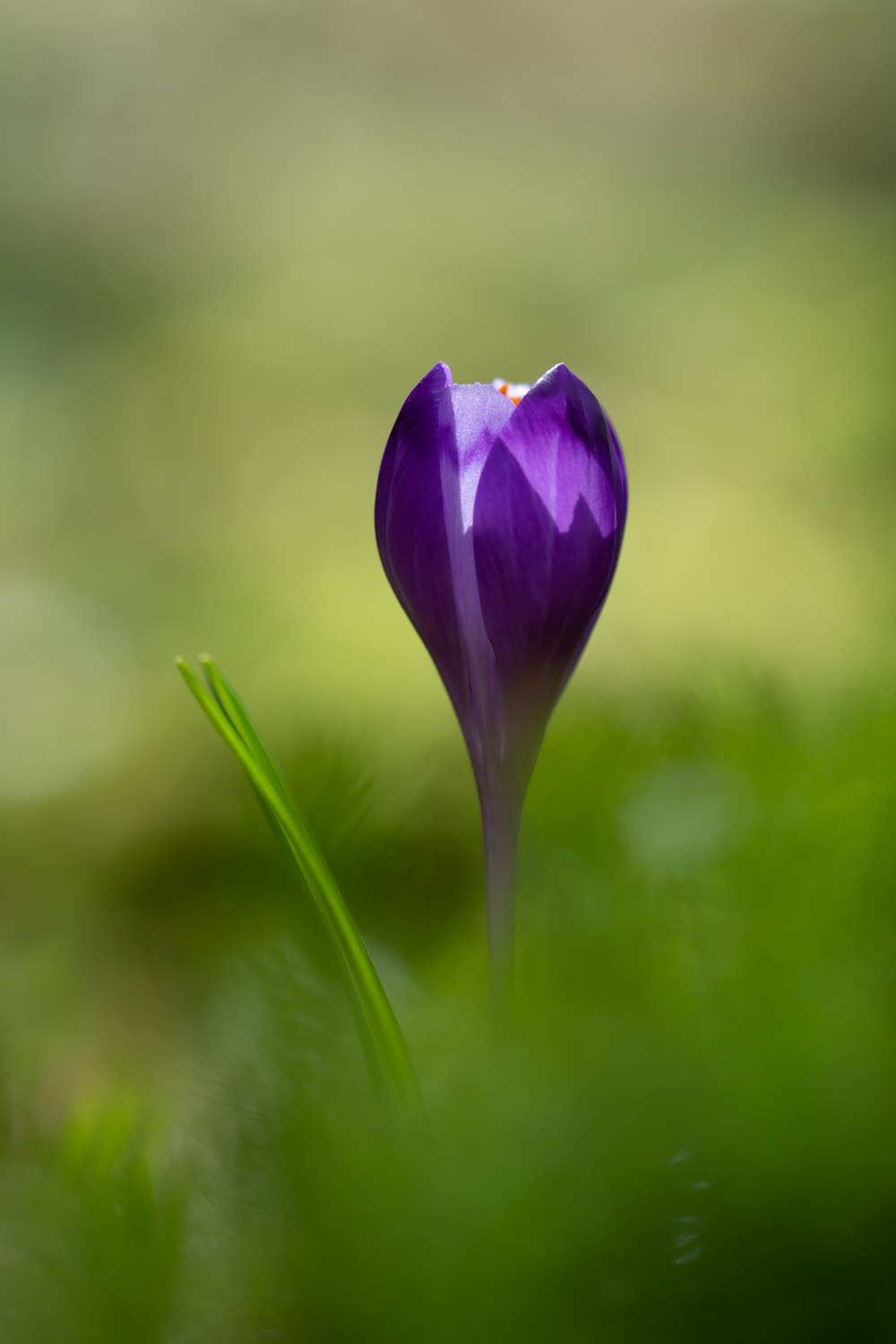 a purple flower with a green background