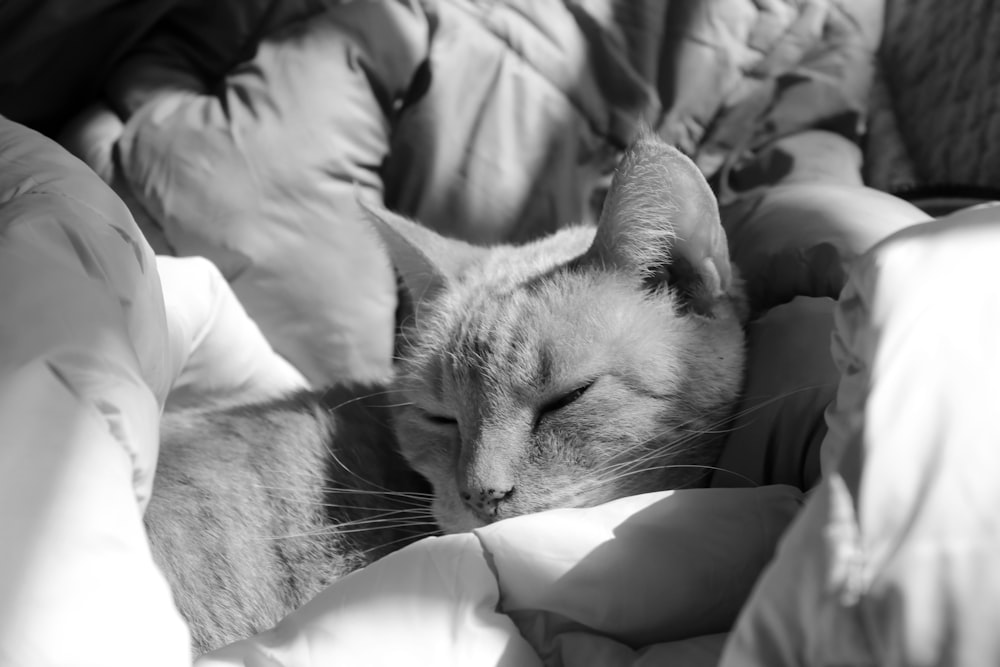 a black and white photo of a cat sleeping on a bed
