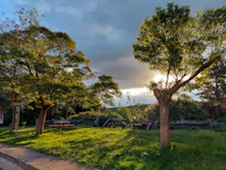 Volunteers planting trees together in a sunlit park.