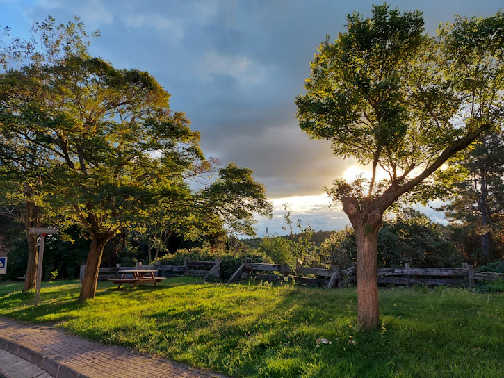 Volunteers planting trees together in a sunny community park.