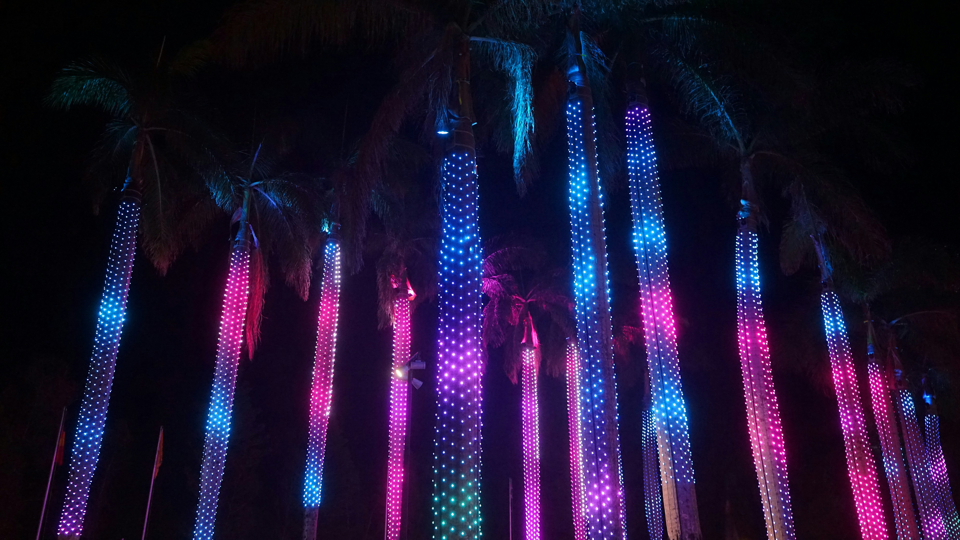 a group of palm trees covered in colorful lights