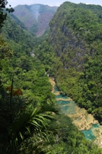a river running through a lush green forest