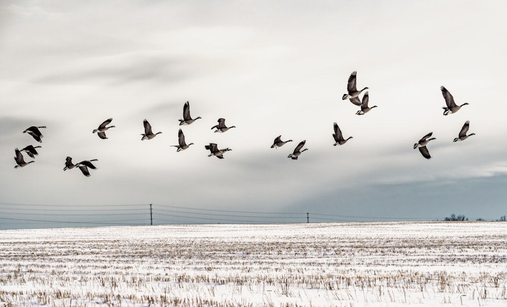 a flock of birds flying over a snow covered field