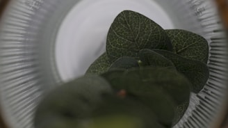 Close-up of fresh botanical leaves and scientific lab glassware side by side.