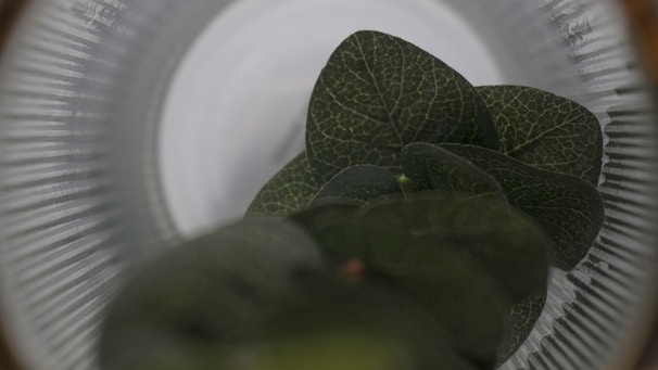 Close-up of fresh botanical leaves and scientific lab glassware side by side.