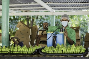 A person wearing a protective face mask and hairnet is using a spray device over a large batch of green bananas. They are working in a setting with stacks of cardboard boxes behind them, suggesting a production or agricultural processing environment.