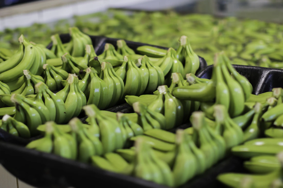 Green banana hands carefully arranged on produce trays