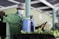 A person in a green uniform and hairnet is wearing a face mask while operating a sprayer. They appear to be working in a facility with green walls and are spraying a row of bananas.