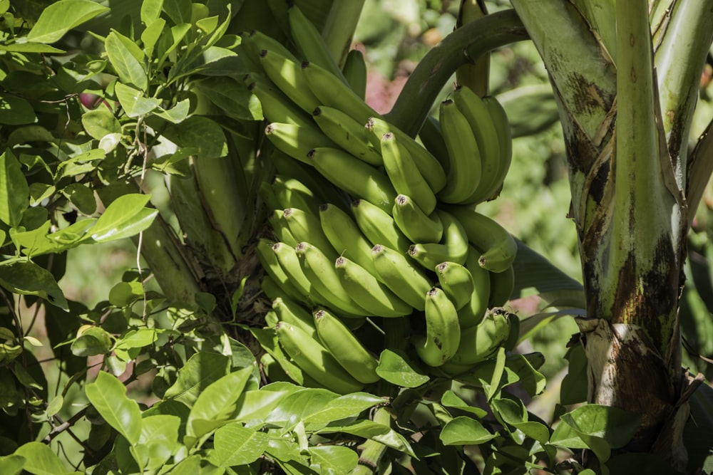 a bunch of green bananas hanging from a tree