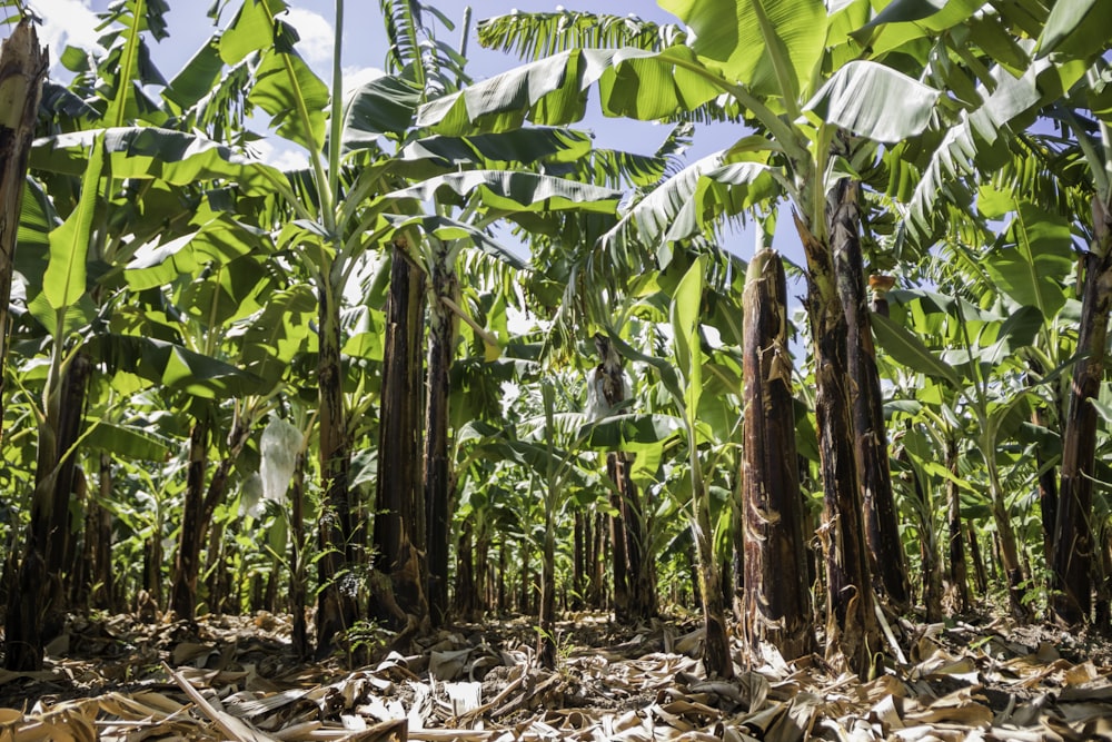 a bunch of bananas are growing in a field