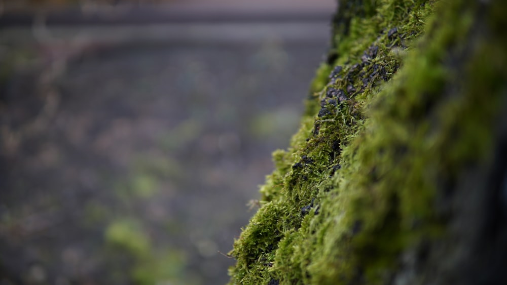 a close up of a moss covered wall