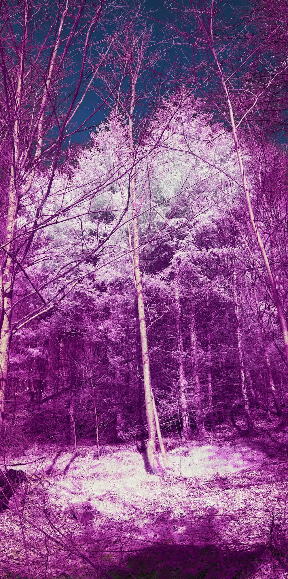 infrared image of trees in a forest