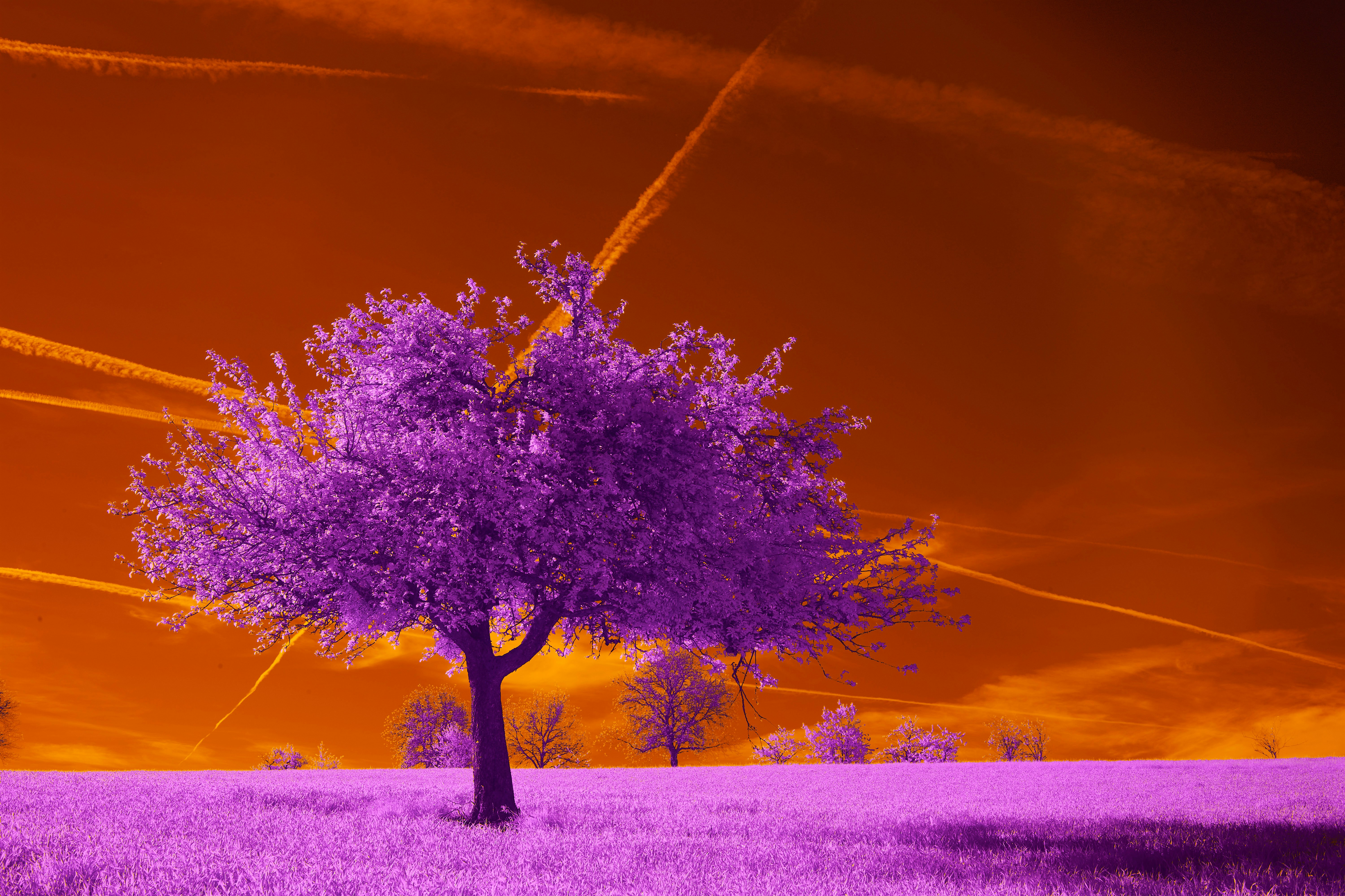 Photo by wolfgang_hasselmann