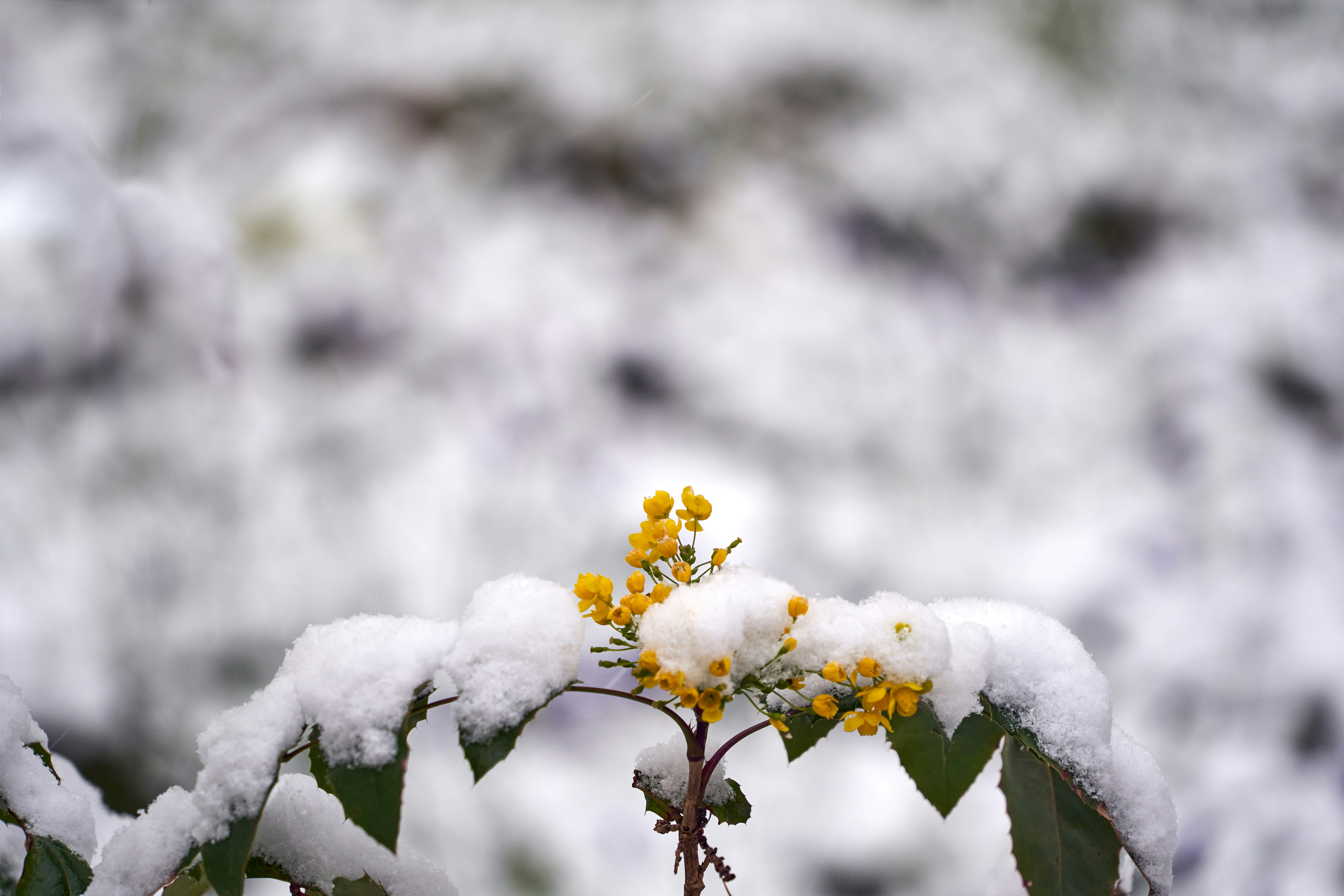 Photo by wolfgang_hasselmann