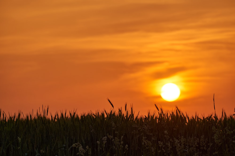 the sun is setting over a field of tall grass