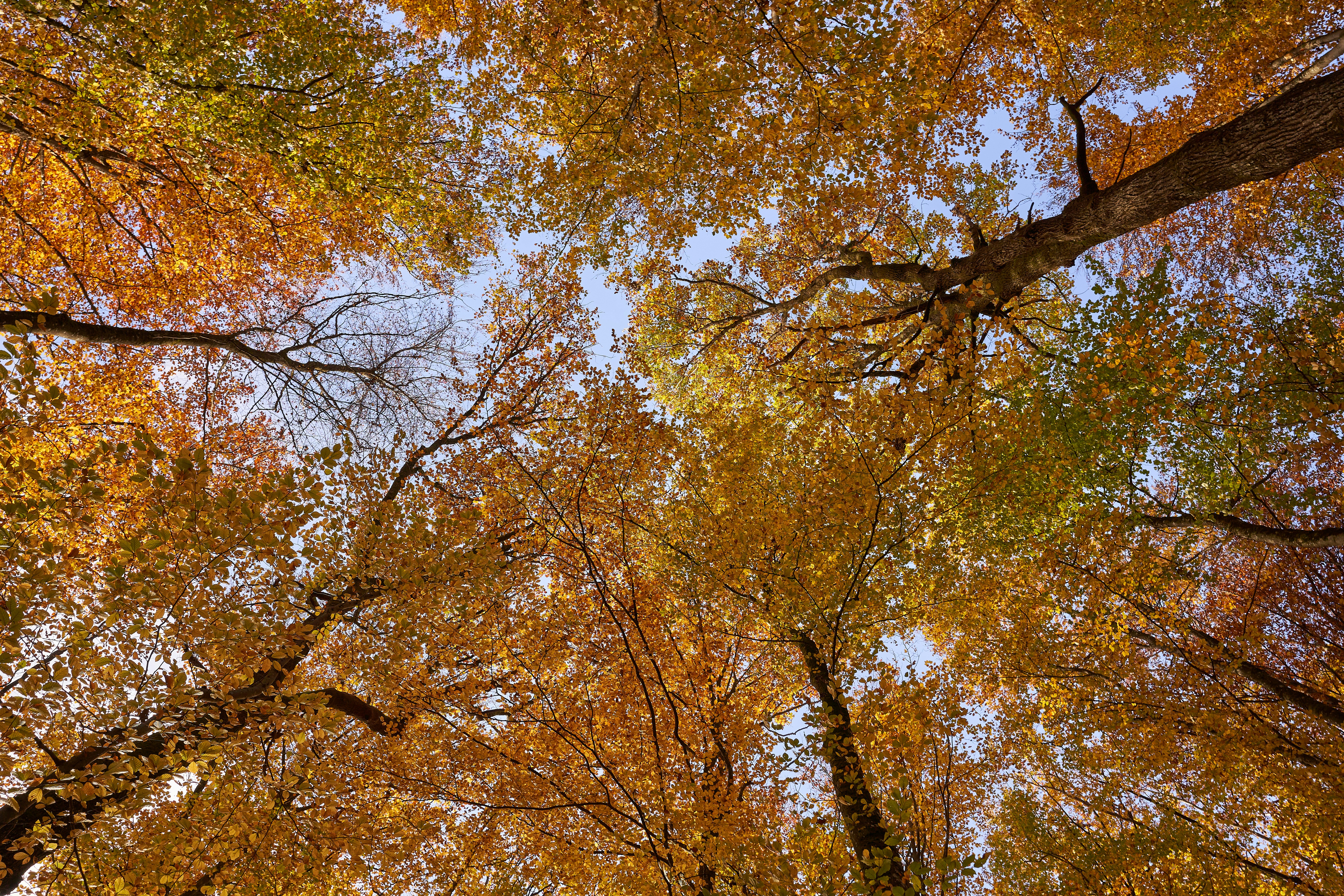 Photo by wolfgang_hasselmann