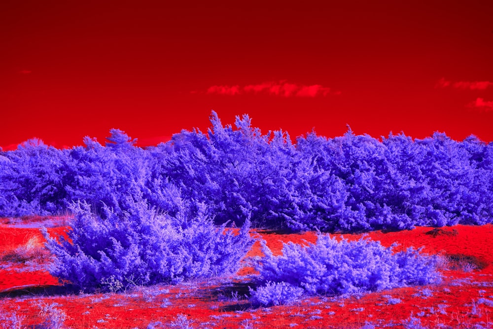 a red and purple photo of trees in a field