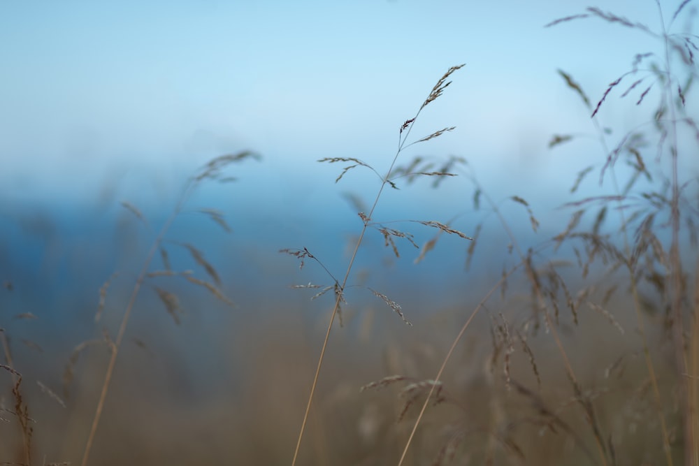 a blurry photo of some tall grass