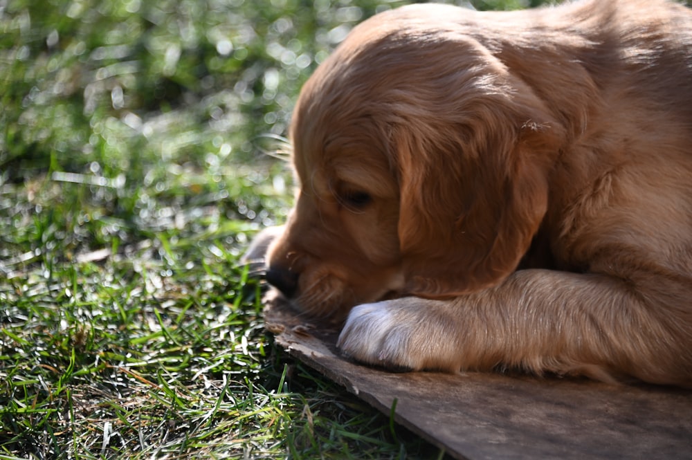 a brown dog laying on top of a piece of wood