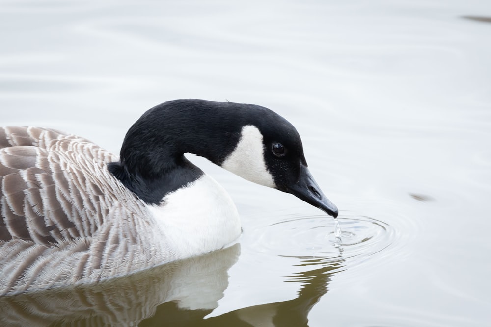a black and white duck is swimming in the water