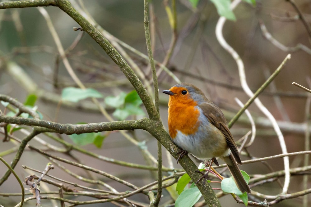 a small bird perched on top of a tree branch