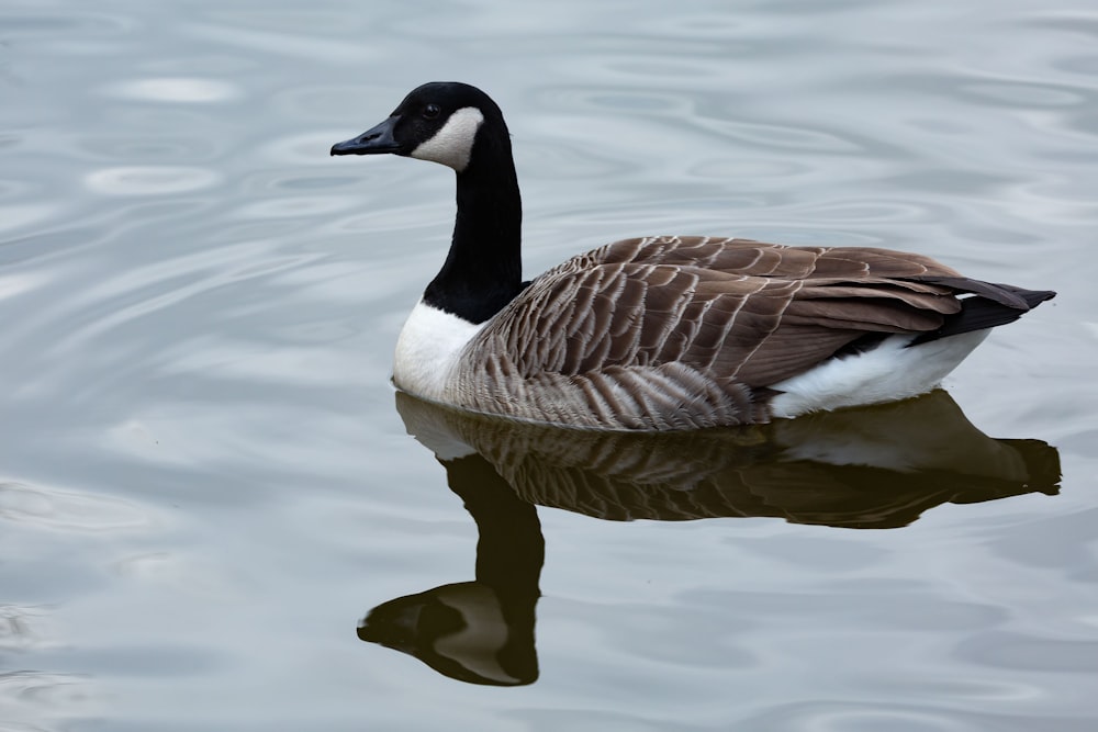 a duck floating on top of a body of water