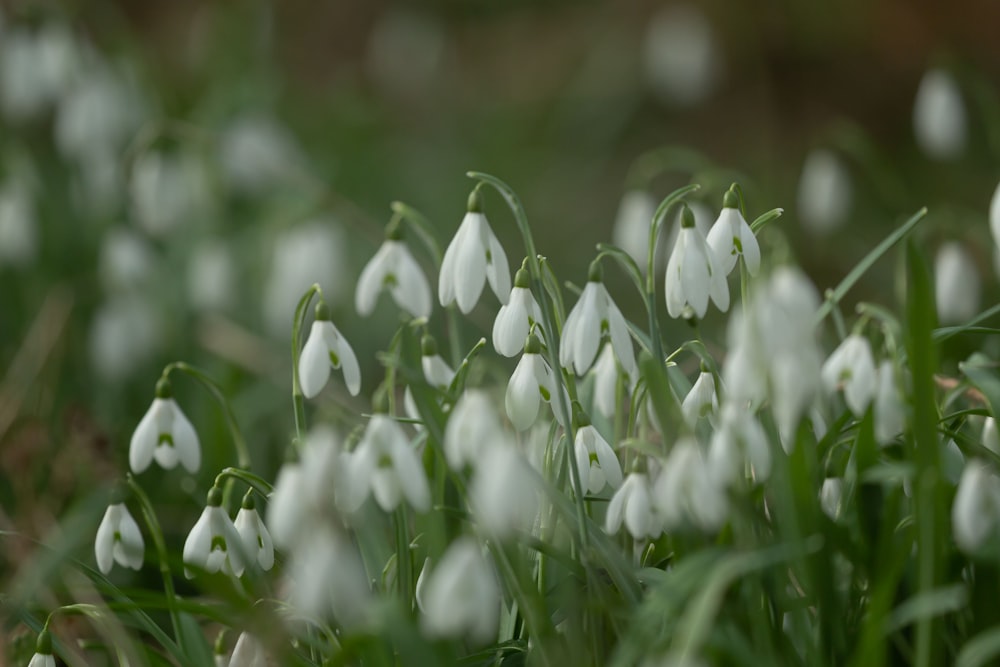 un bouquet de fleurs blanches qui sont dans l’herbe