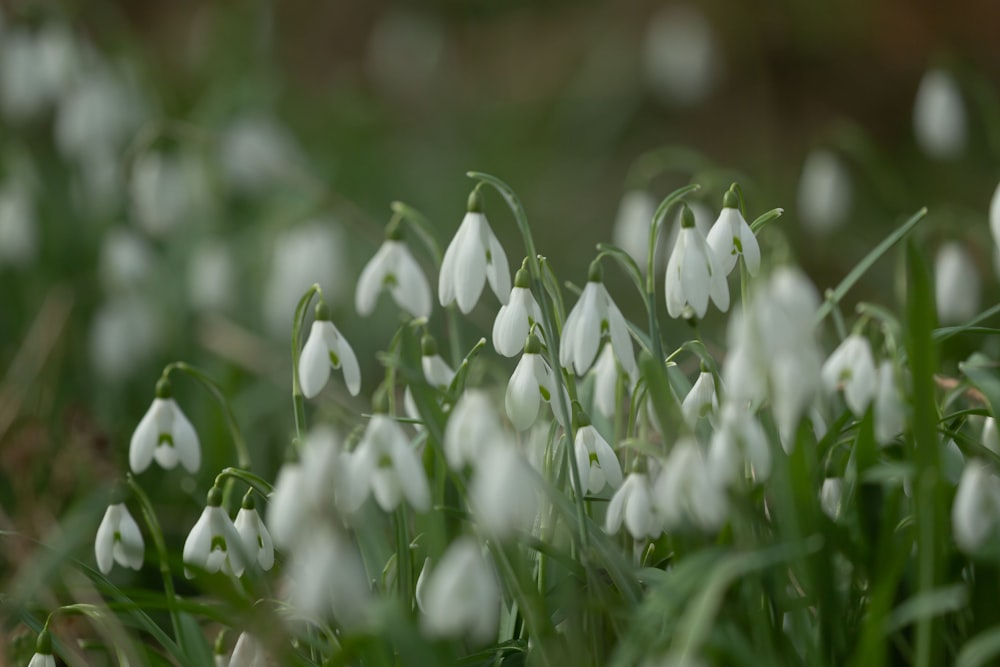 a bunch of white flowers that are in the grass