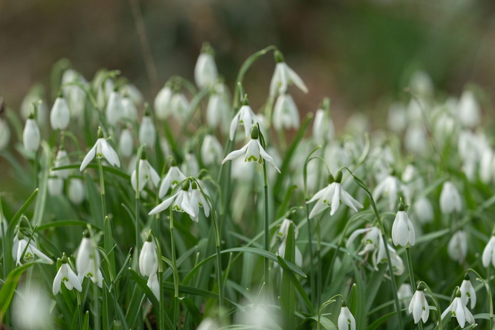 a bunch of white flowers that are in the grass