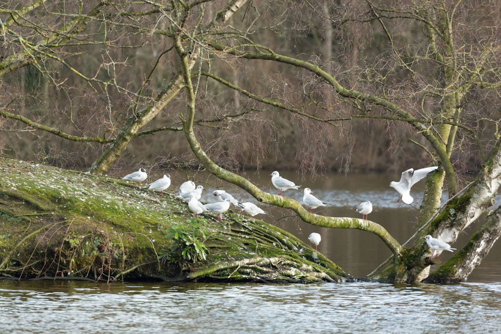 a group of white birds sitting on a tree branch
