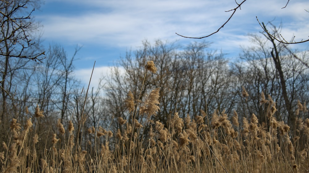 a field of tall dry grass with trees in the background