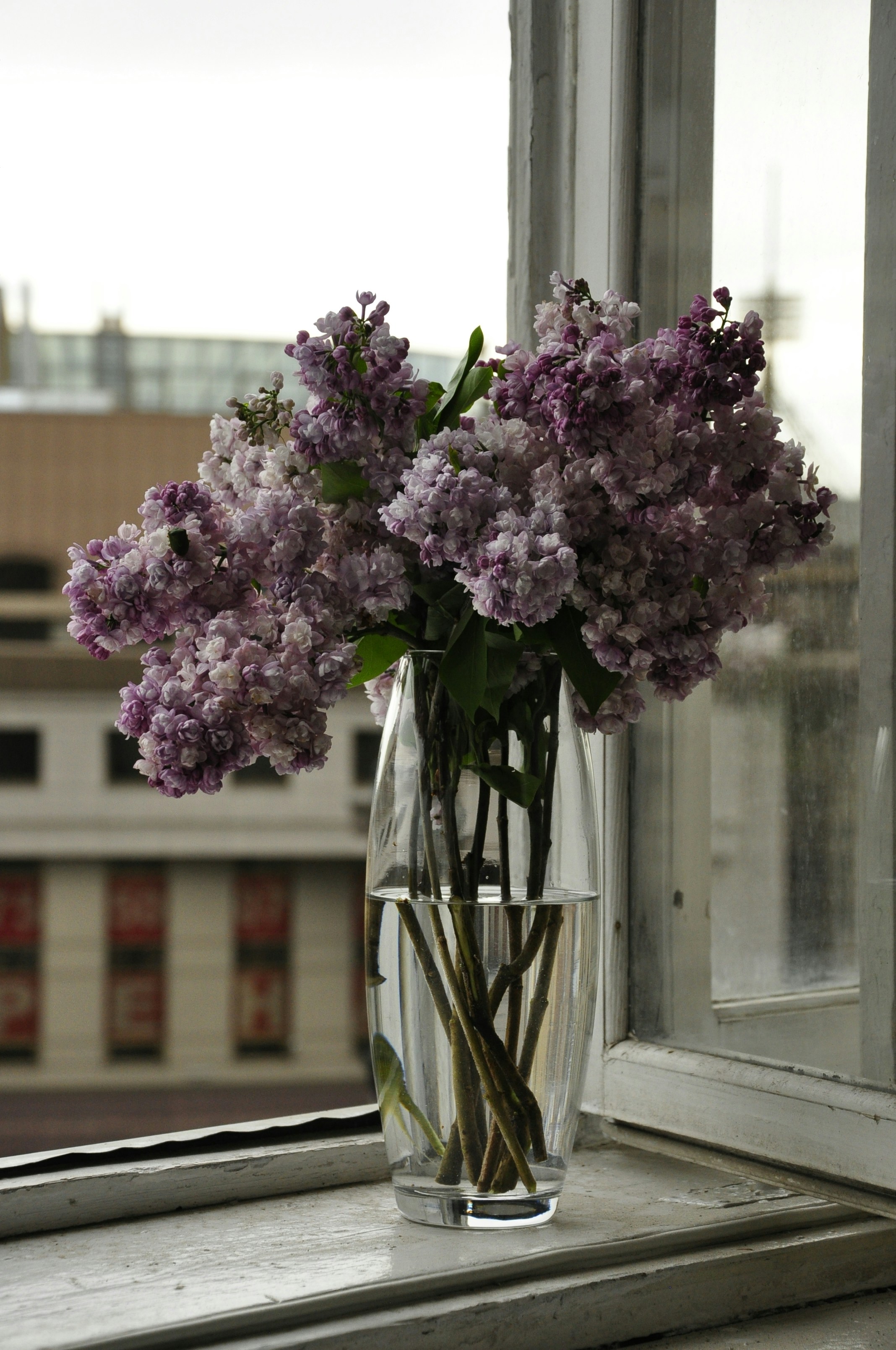 A vase filled with purple flowers sitting on top of a window sill photo ...