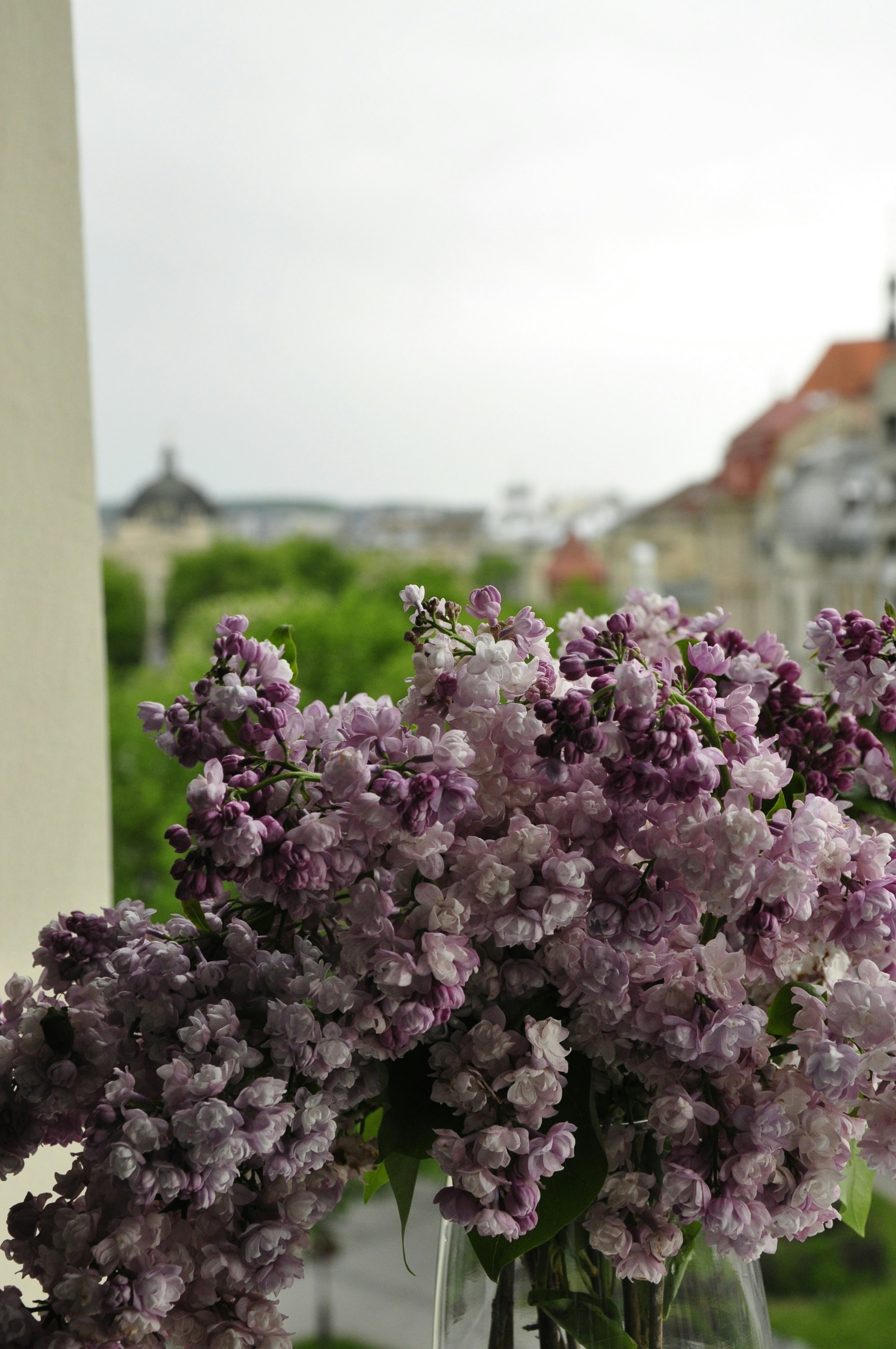 A vase filled with purple flowers sitting on top of a window sill photo ...