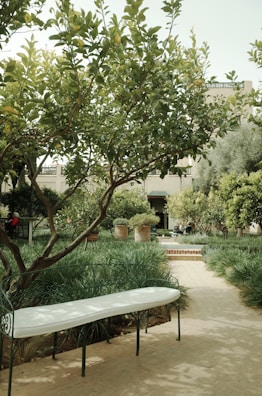 a white bench sitting under a tree in a park