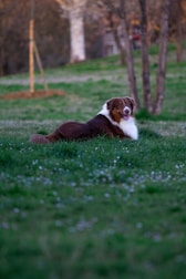 a brown and white dog laying on top of a lush green field
