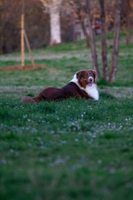 a brown and white dog laying on top of a lush green field