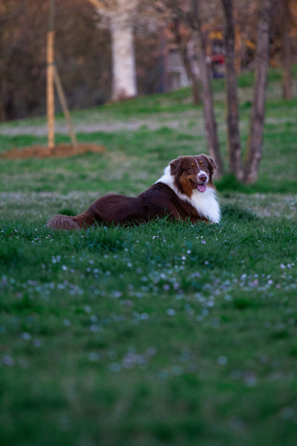 무성한 녹색 들판 위에 누워있는 갈색과 흰색 개