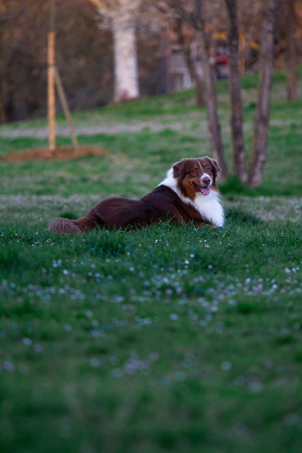 a brown and white dog laying on top of a lush green field