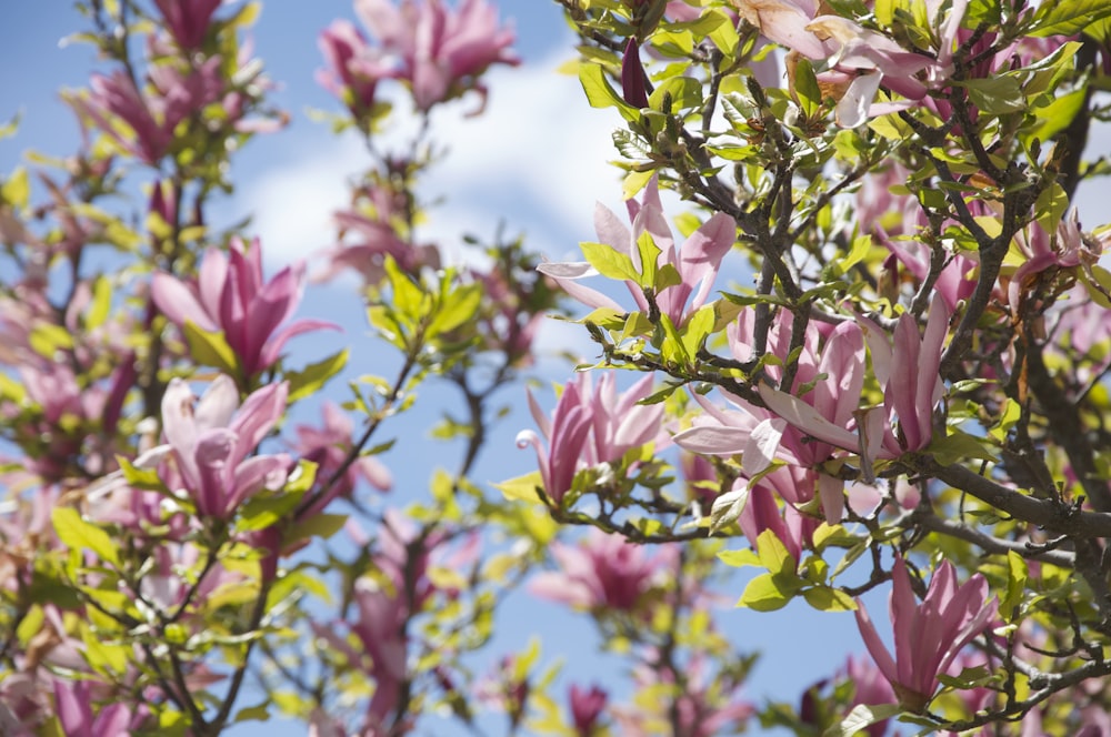 a tree with pink flowers and green leaves