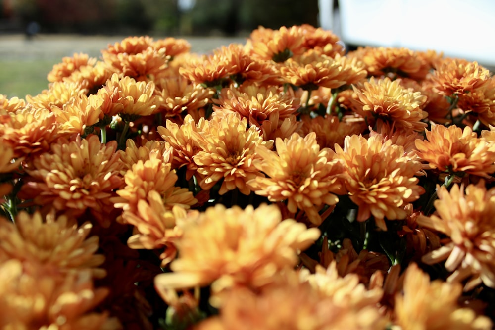 a close up of a bunch of yellow flowers