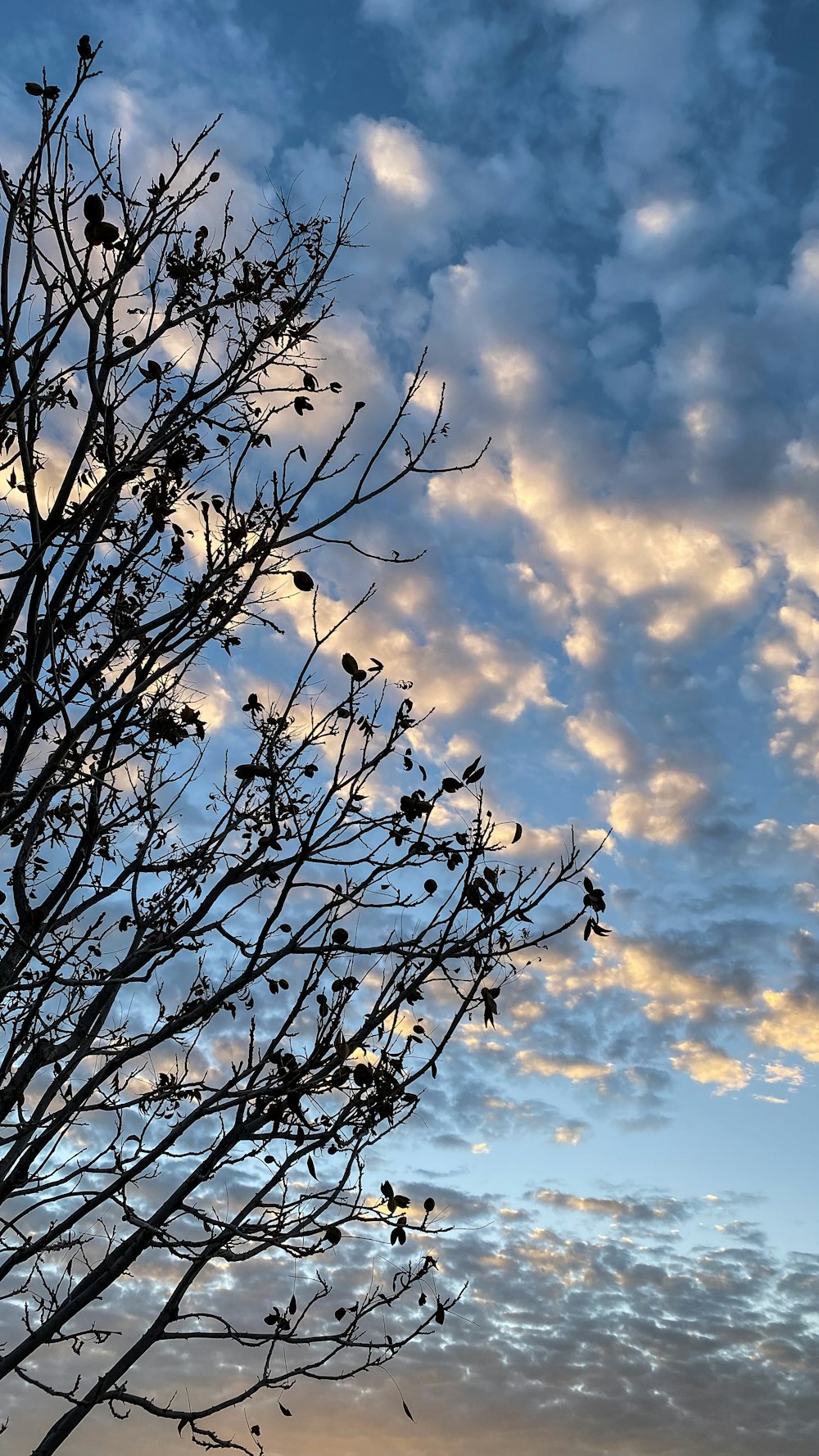 a tree with no leaves in front of a cloudy sky