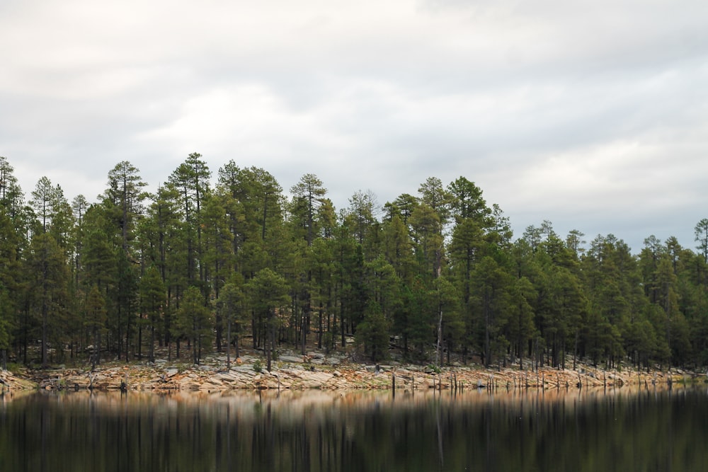 a body of water surrounded by trees and rocks